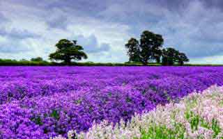 总决赛这段发球局太太真实：独行侠明明占优却突然收着踢